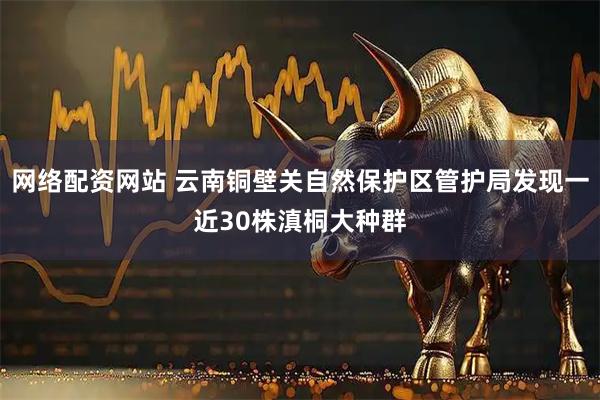 网络配资网站 云南铜壁关自然保护区管护局发现一近30株滇桐大种群